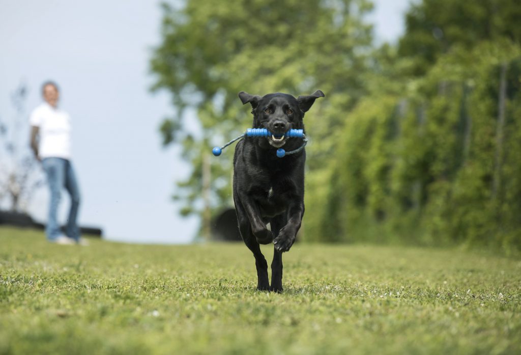 Apportiertraining Wien Korneuburg. Ein schwarzer großer Hund läuft mit einem Spielzeug im Fang auf die Kamera zu.