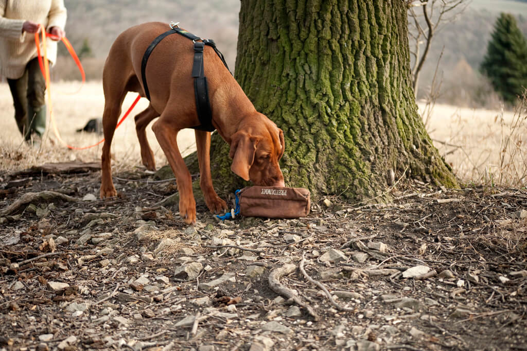 Dummy Hundeschule Bisamberg. Großer brauner Hund findet hinter einem Baum den versteckten Dummy