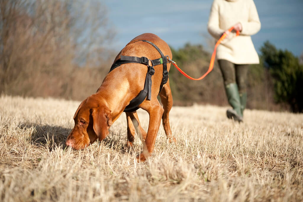 Fährtentraining Hunde Korneuburg. Großer brauner Hund schnüffelt am Boden entlang einer gelegten Fährte.