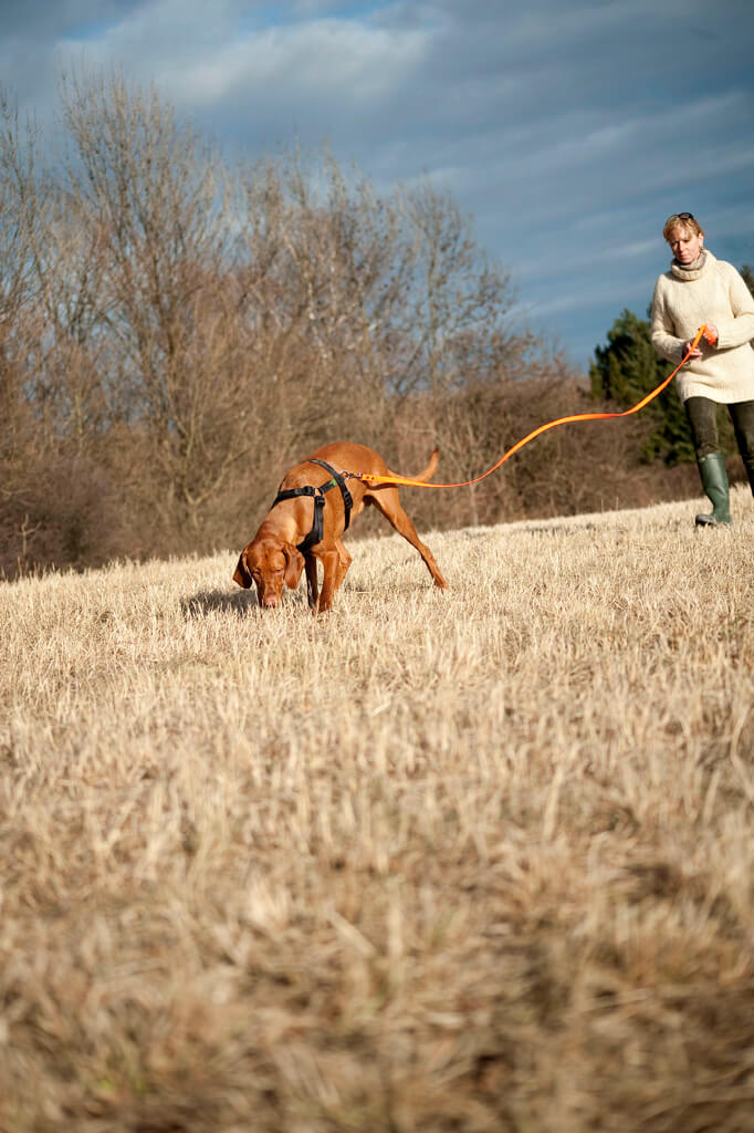 Fährtentraining Hunde Wien. Hundehalterin geht mit ihrem großen braunen Jagdhund an der Schleppleine eine Fährte ab.