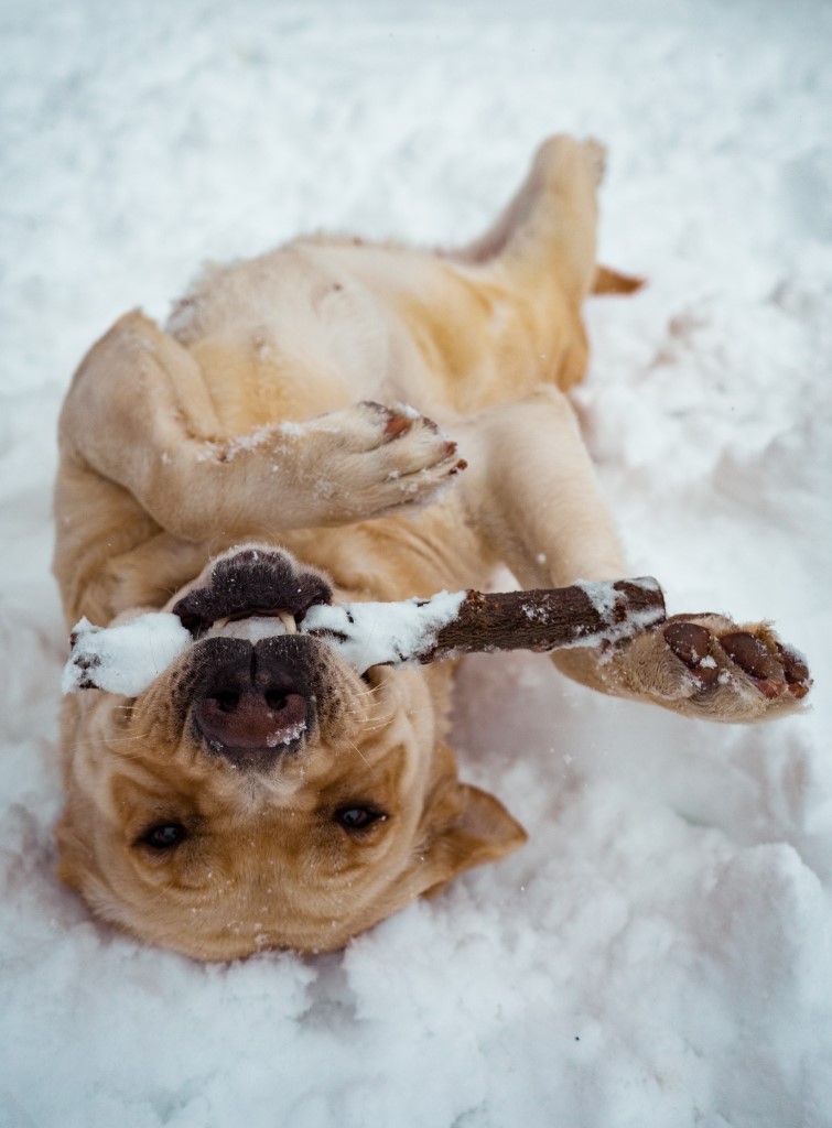 Hund im Schnee Hundezone. Ein großer heller Hund wälzt sich mit dem Rücken im Schnee an Hunde Trainingsplatz und hält einen Stock im Fang.