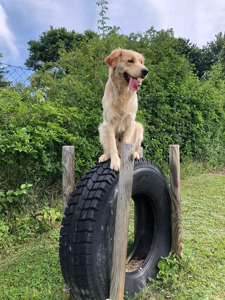 Hunde Agility Korneuburg. Ein hellbrauner großer Hund sitzt auf einem aufgestellen großen Autoreifen am Hundeplatz Korneuburg Bisamberg.