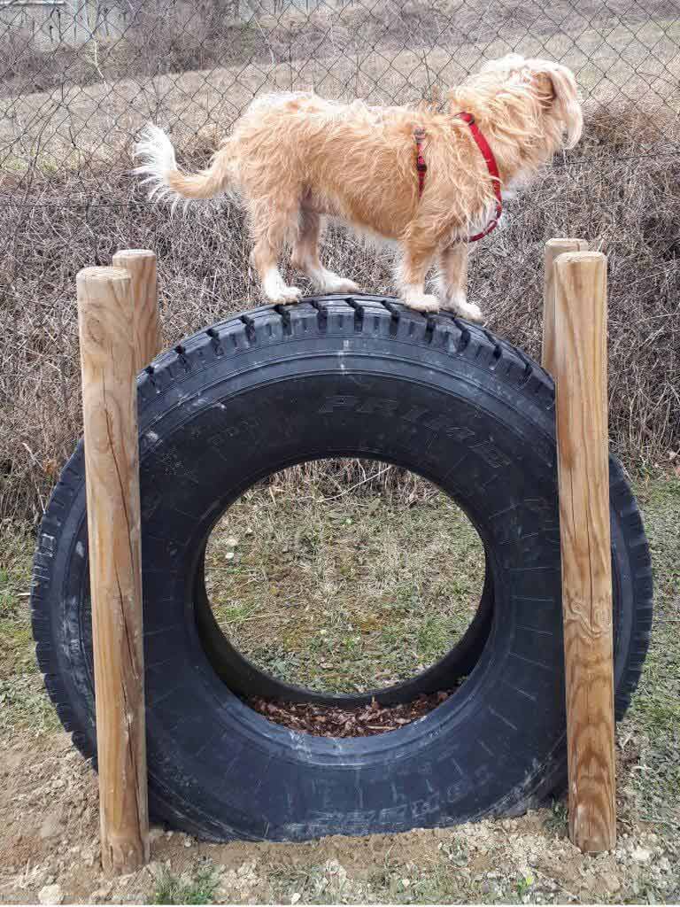 Hunde-Balanciertraining. Ein brauner zotteliger Hund steht auf einem großen Autoreifen am Hundeplatz in Bisamberg