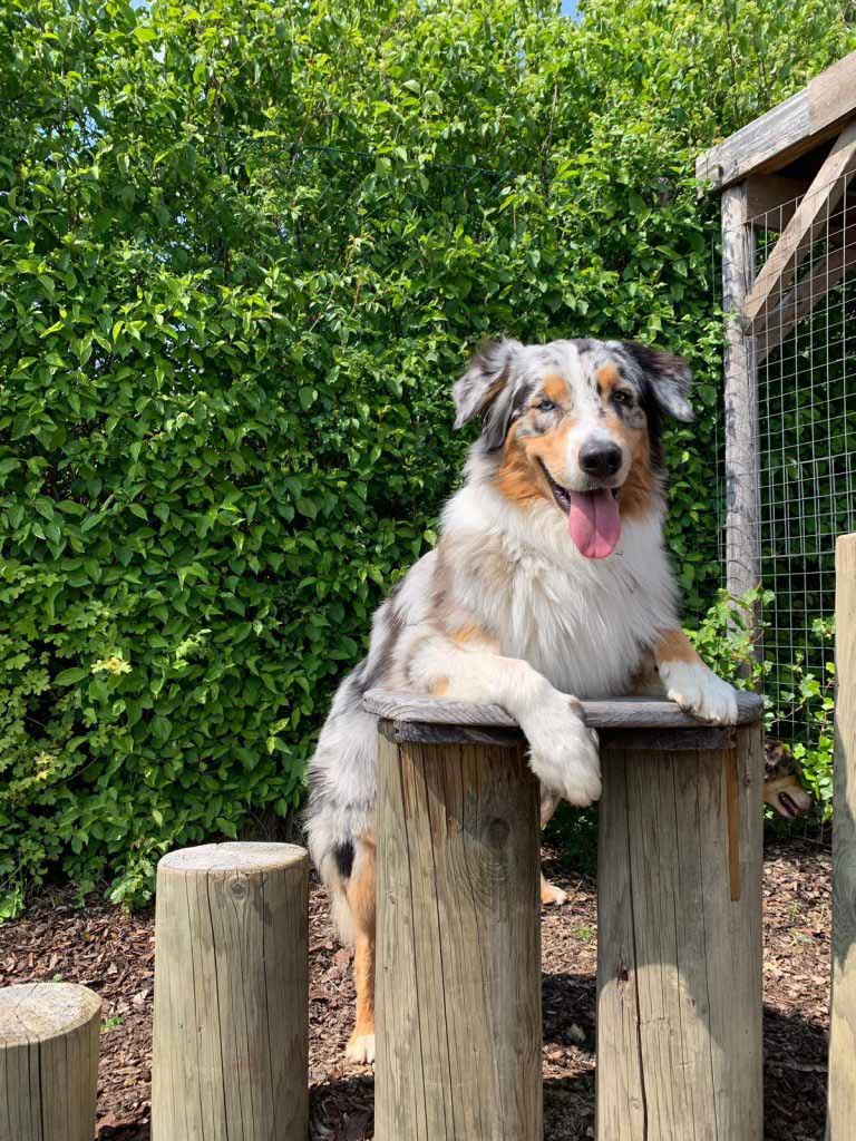 Hunde-Beschäftigung. Ein langhaariger Hund lehnt mit dem Oberkörper auf einem Holztrainingsgerät am Hunde Trainingsplatz in Bisamberg