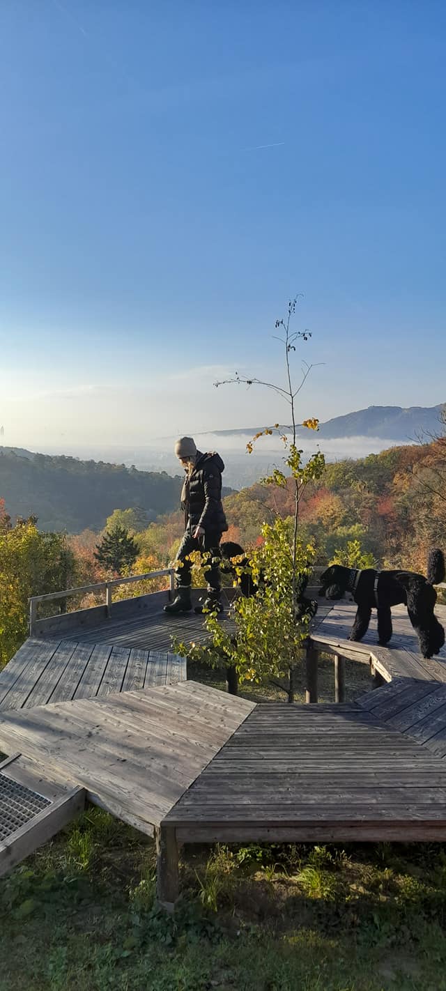 Hundetraining Blick über Wien. Frau geht mit zwei Königspudel auf einem großen Trainingsgerät am Hundetrainingsplatz am Bisamberg. Im Hintergrund sieht man blauen Himmel und Blick über Wien.