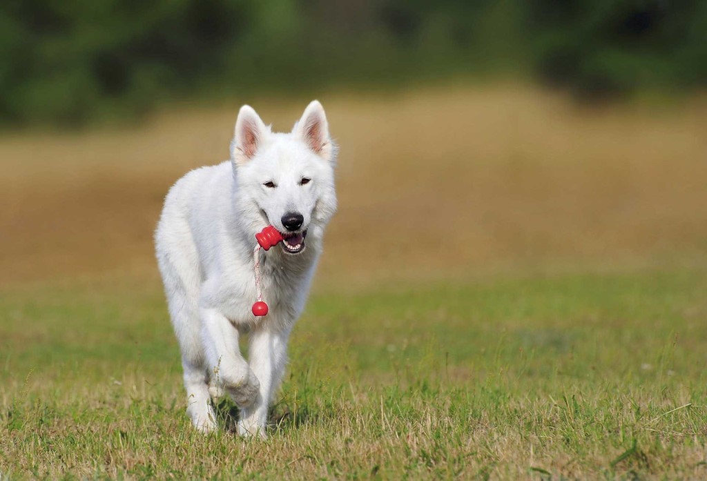 Hunde Freilauf Korneuburg. Ein weisser Schäferhund läuft am Hunde Trainingsplatz in Korneuburg Bisamberg und trägt ein Spielzeug im Fang.