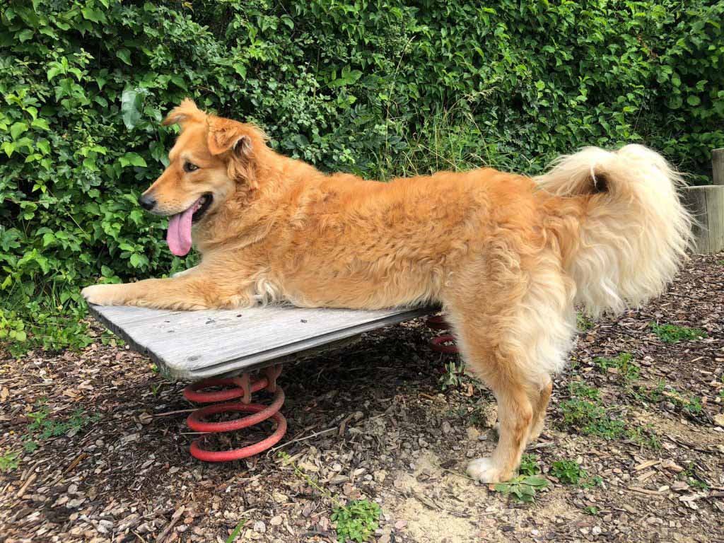 Hunde-Spaß-Training. Brauner Hund lehnt mit dem Oberkörper auf einer Hundwippe am Hunde Trainingsplatz in Bisamberg