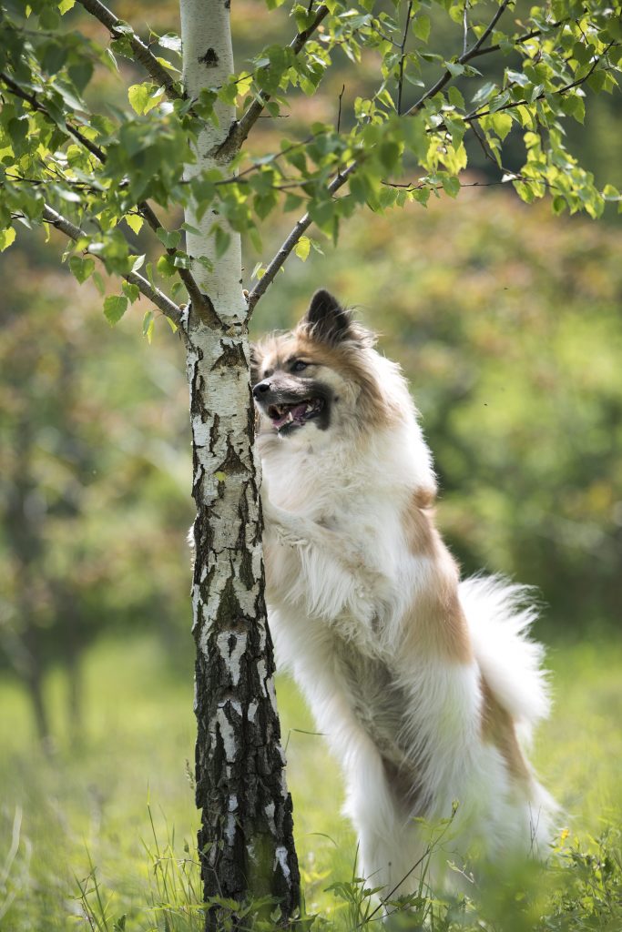 Hunde Suchspiel Nasenarbeit. Ein weissbrauner Hund lehnt mit den Vorderpfoten an einem Baum und sucht Leckerchen.