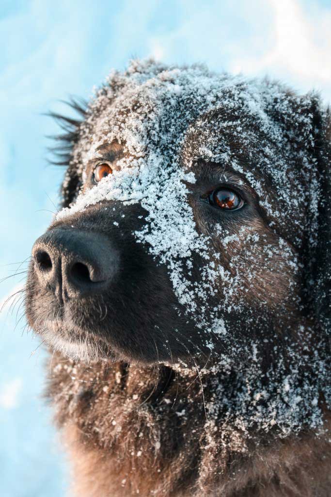Hunde-Winterspaß. Man sieht einen großen Hund in Großaufnahme, dessen Gesicht mit Schnee bedeckt ist.