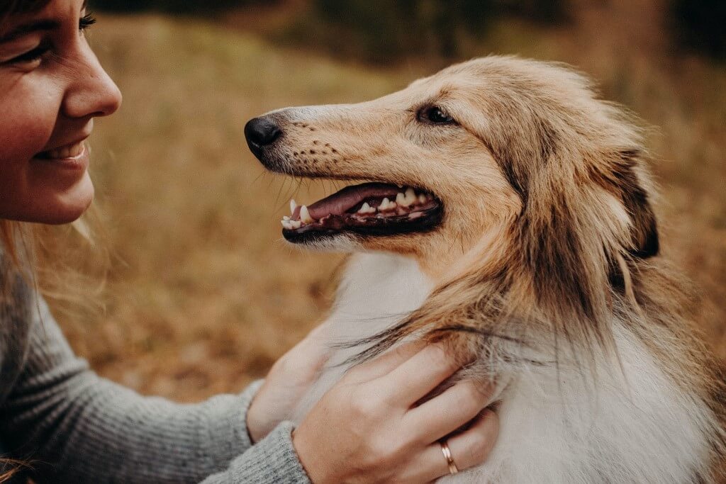 Hundeerziehung Verhaltenstherapie. Junge Frau streichelt in der Hoch ihren weiss-braunen Langhaar-Collie