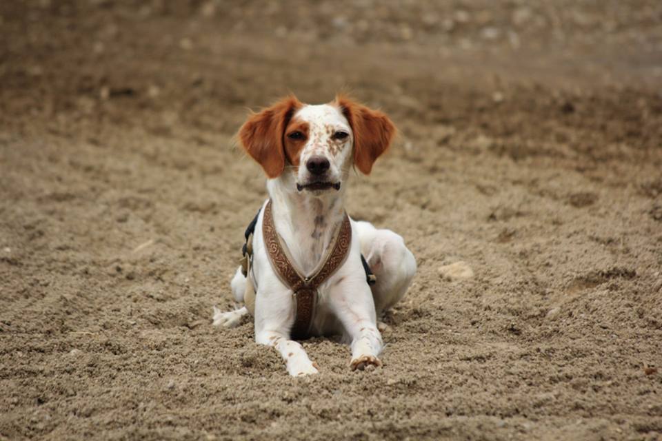 Hundesandkiste. Ein weissbrauner Hund liegt in der Hundesandkiste am Trainingsplatz in Bisamberg und sieht in die Kamera.