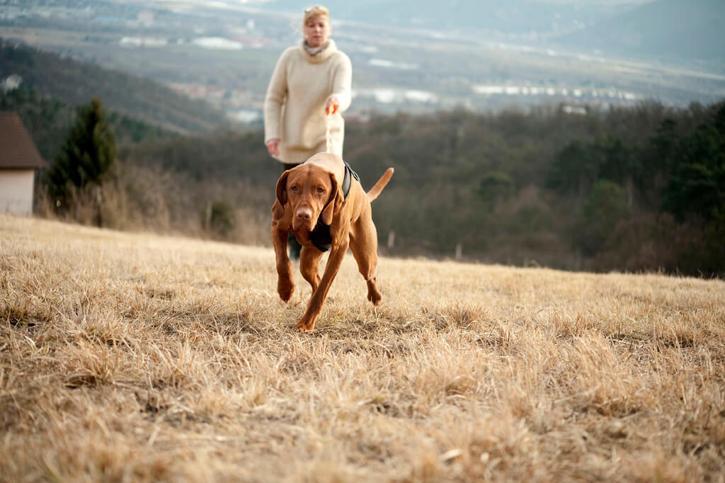 Hundeschule Korneuburg. Hundehalterin geht mit ihrem großen braunen Jagdhund eine Schleppfährt an der Schlepleine