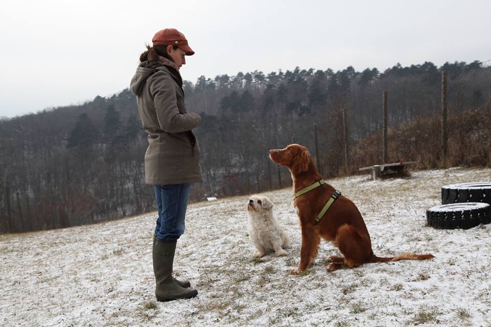 Hundeschule Trainingsplatz Korneuburg. Vor der Hundetrainerin Sandra Dorfner-Rösel sitzen ein großer brauner Hund und ein kleiner weisser Hund.