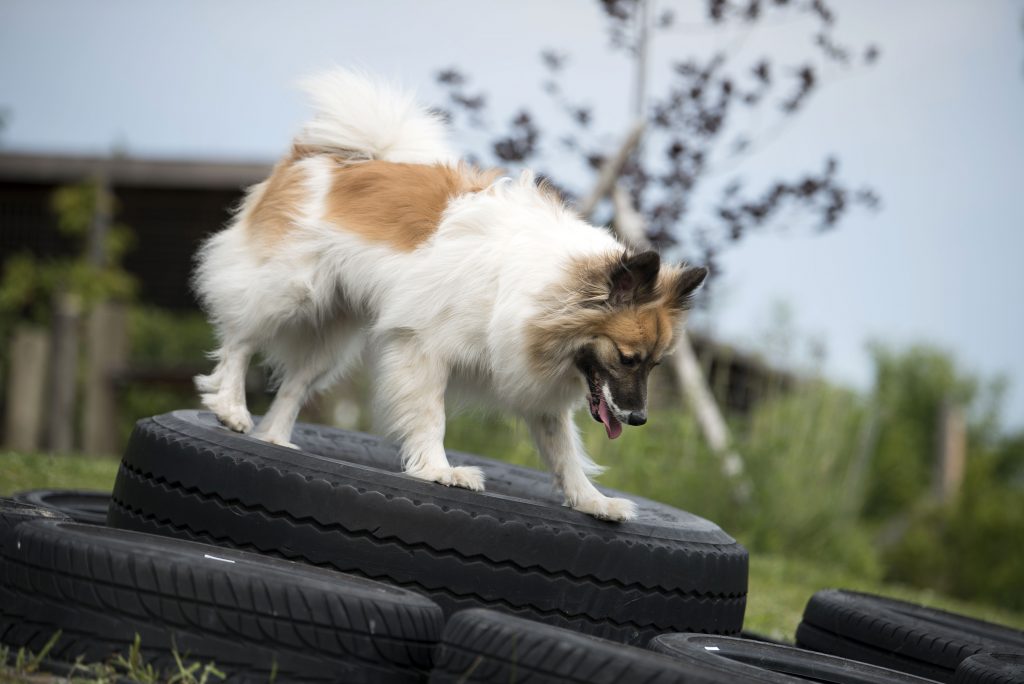 Hundetraining Bisamberg. Weiss-brauner Hund klettert am Hunde Trainingsplatz auf einem Stapel Autoreifen