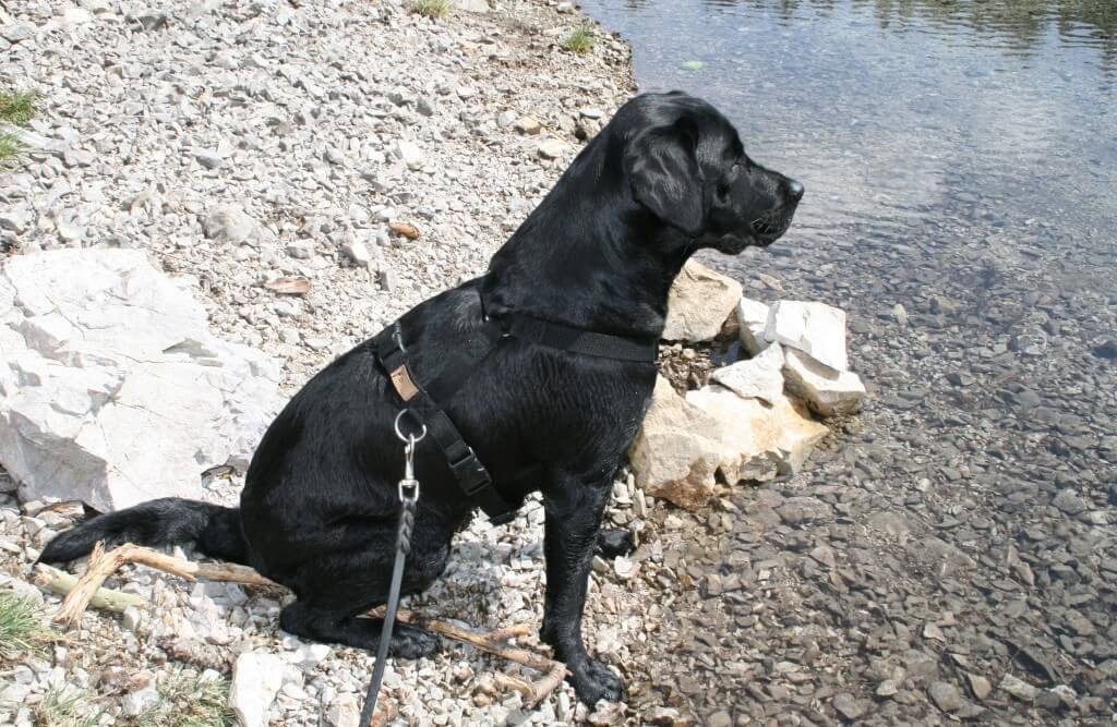 Hundetraining Umgebungstraining. Ein schwarzer Hund sitzt am Ufer eines Bachs.