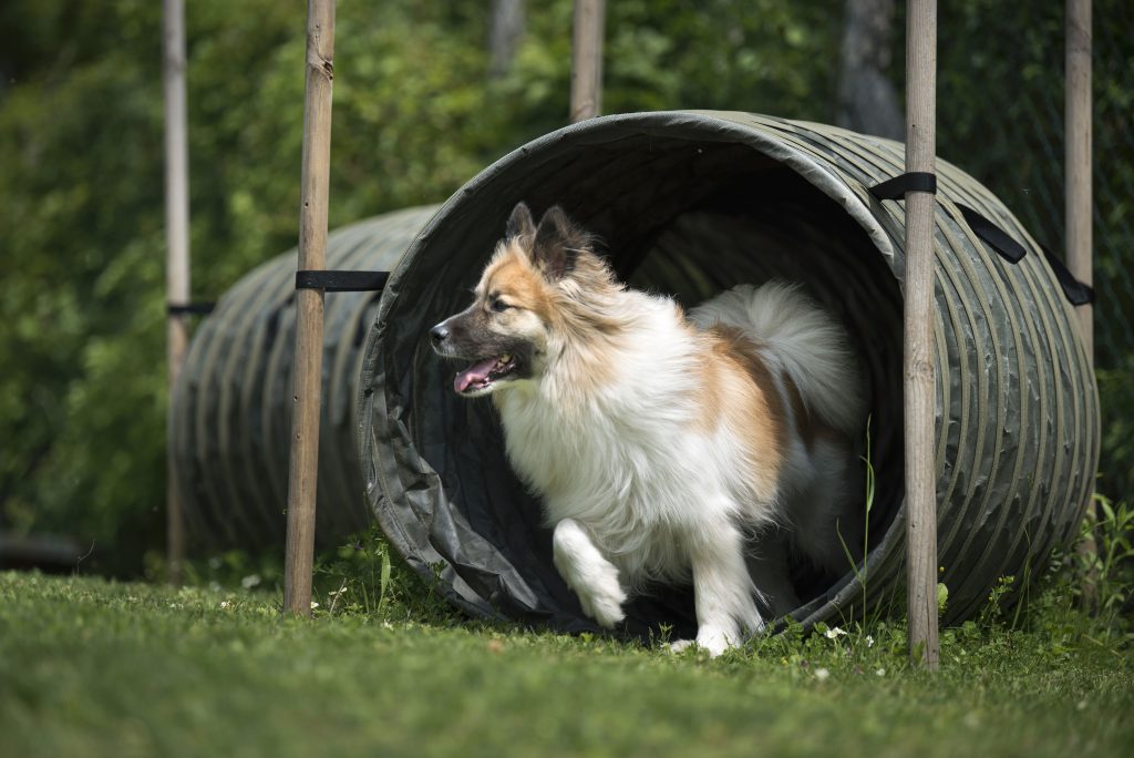 Hundetraining Weinviertel. Weiss-brauner Hund kommt gerade aus einem Agility-Tunnel heraus gelaufen.