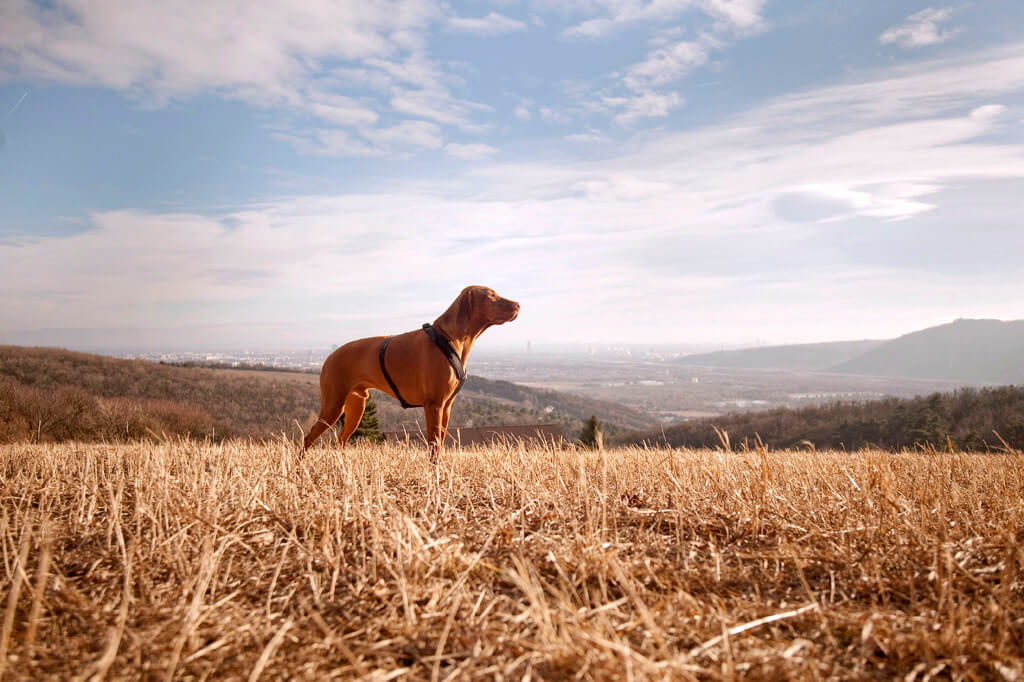 Hundetraining Weinviertel. Großer brauner Jagdhund steht auf einem Feld mit blauem Himmel im Hintergrund