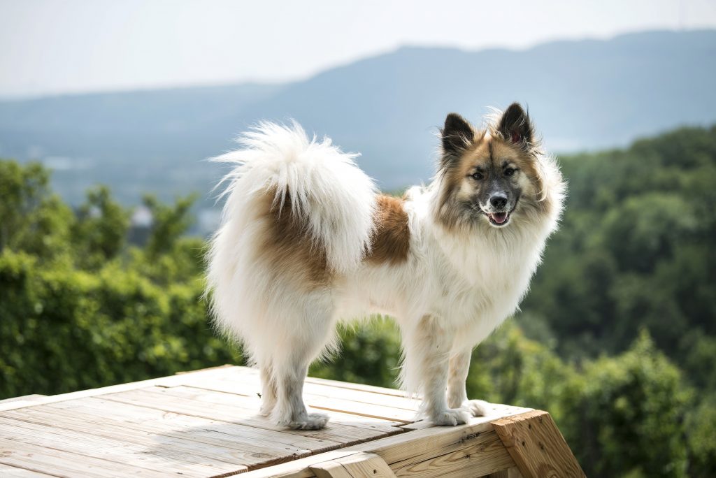 Hundezone Bezirk Korneuburg. Ein weissbrauner Hund steht auf einem Trainingsgerät am Trainingsgelände von Personal Dog Training in Bisamberg