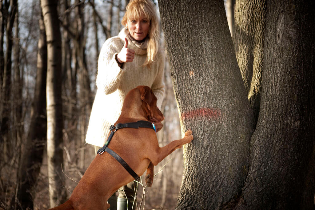 Nasenarbeit Hunde Wien. Hund hat bei einem Baum die Beute gefunden. Frauchen zeigt Daumen nach oben.