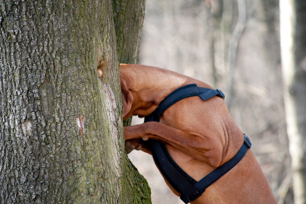 Nasenarbeit Hundeschule Korneuburg. Hund steht mit Vorderpfoten auf einem Baum und erschnüffelt eine Beute.