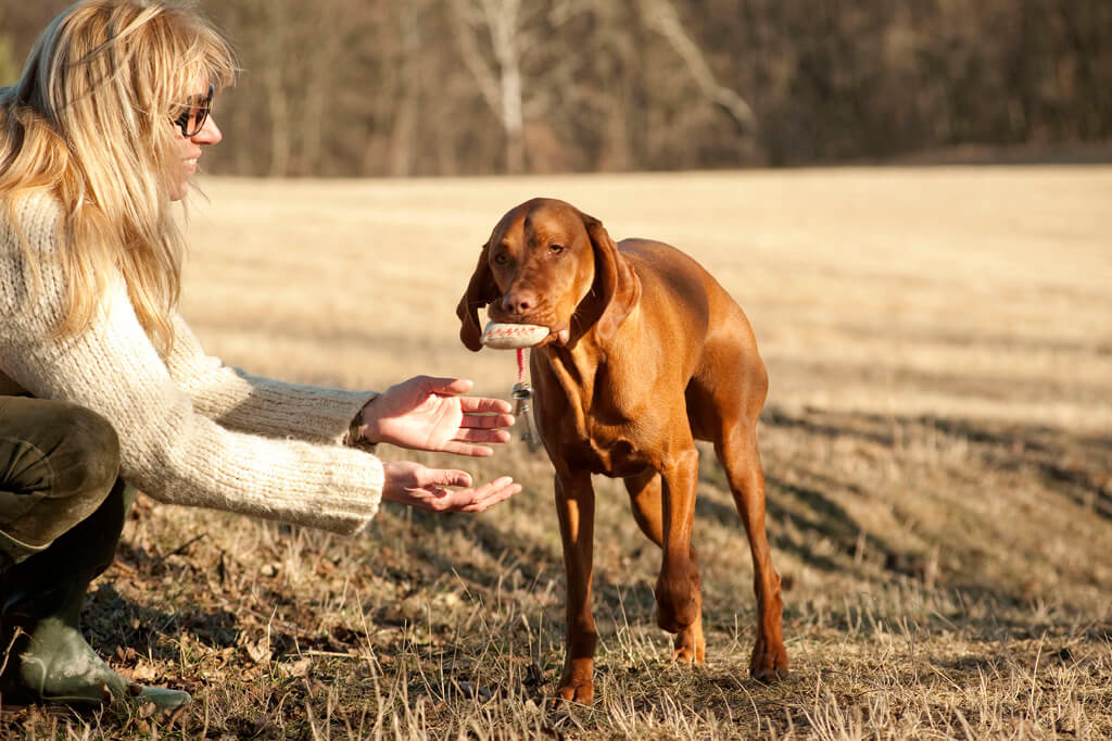Objektsuche Hundetraining Korneuburg. Großer brauner Hund trägt im Fang einen gefundenen Schlüssel