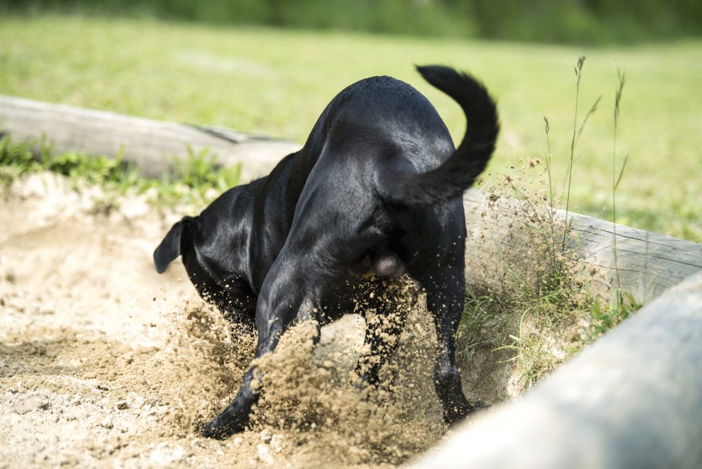 Sandkiste für Hunde. Man sieht einen schwarzen großen Hund von hinten, wie er gerade in der Hundesandkiste am Hunde Trainingsplatz Bisamberg buddelt.