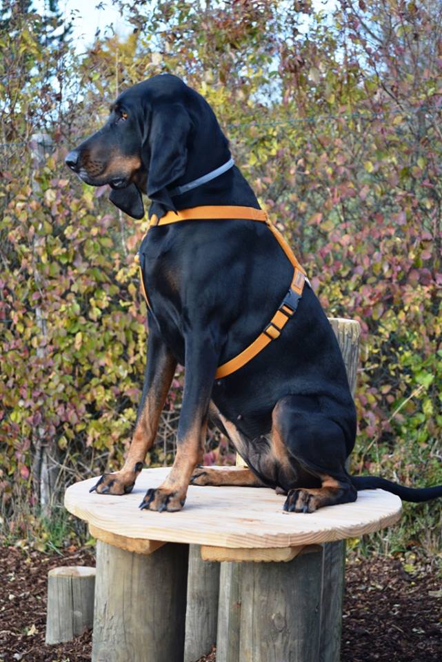 Trainingsgeräte Erlebnis Hundezone. Ein großer schwarzer Hund sitzt auf einem Hundetrainingsgerät am Hundplatz in Bisamberg