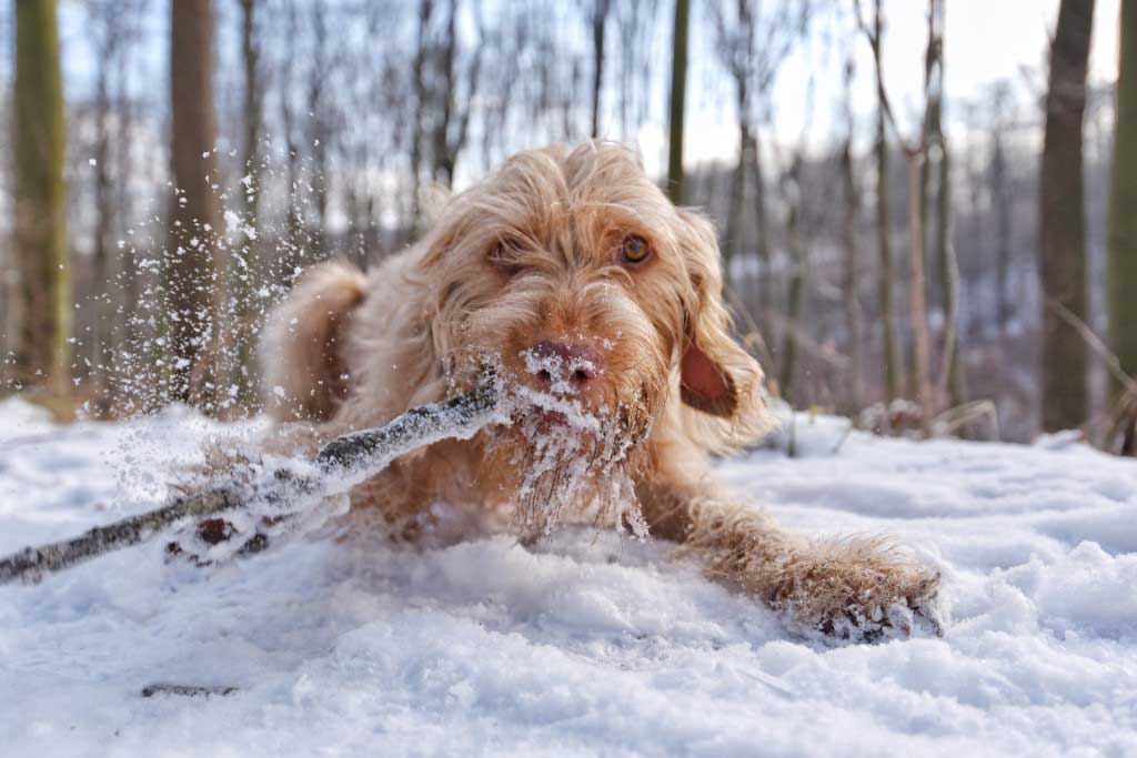 Winterfreude-Hund. Ein hellbrauner rauhaariger Hund liegt im Schnee und knabbert an einem Stock.
